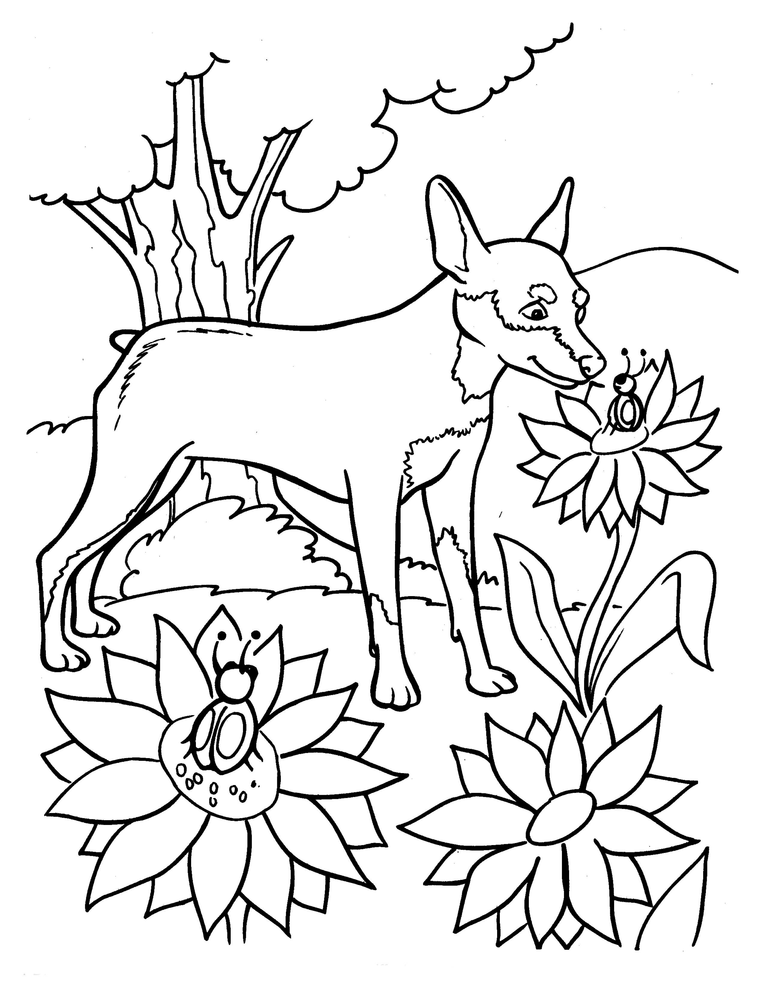 Раскраска Собака карликовый пинчер нюхает цветок
